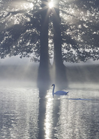 Coffret " La Dame du Lac"