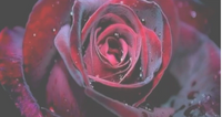 Le Souffle de la Flamme Violette: l'Onction d'Ana