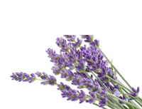 Le Souffle de la Flamme Violette: l'Onction d'Ana