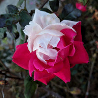 Caresse de Roses, Rituel corporel